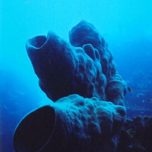 Corals in Roatan