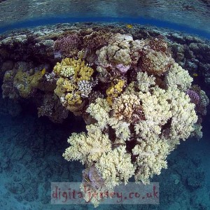 Reef scene (fisheye)