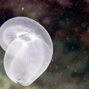 Red Sea, Eila, Jellyfish
