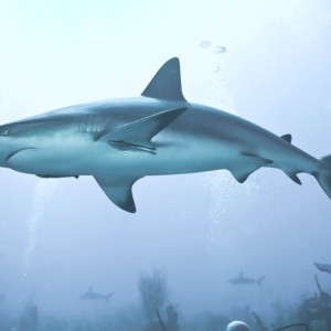 Carribean_Reef_Shark_1_-_web_size