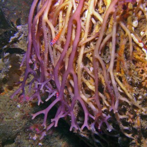 Kelp holdfast
