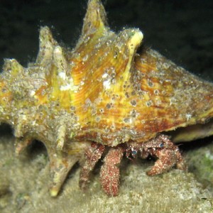 Star-eyed Hermit Crab