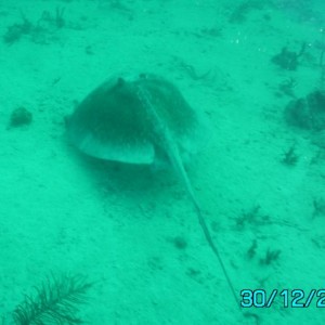 Conch Wall Ray