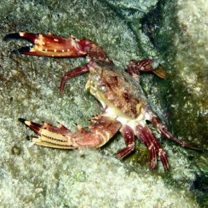 ___ Crab