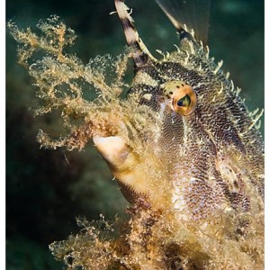 Filefish nesting
