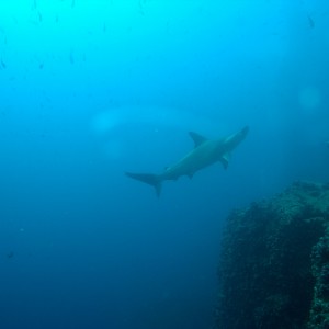 Hammerhead Shark and Diver