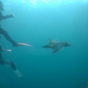 Sea Lion and Divers