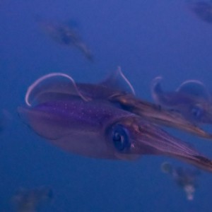 School of squid
