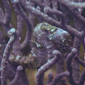 White Seahorse at Pirate's Point