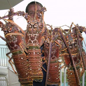 lobsterbunch2