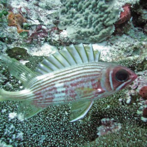 Squirel Fish