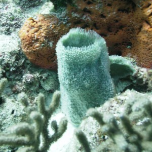 Blue Tube Sponge