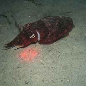 Cuttlefish under Salang Jetty