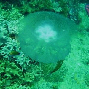 Jellyfish getting nibbled