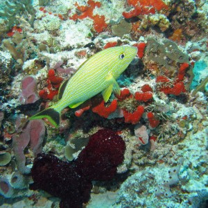 Grunt on Tortouga Reef