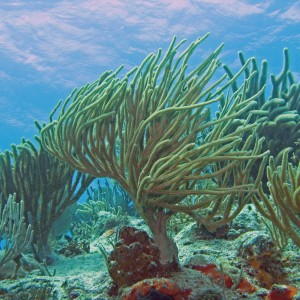Tortouga Reef