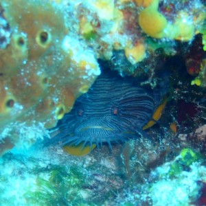 SplendidToadfish - Cozumel