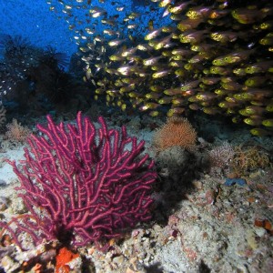 Glassfishes - Maldives