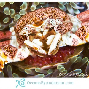 Porcelain crab with eggs