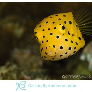 Yellow boxfish - juvenile
