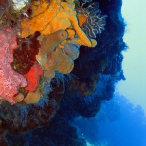 Corals and Sponges on Santa Rosa