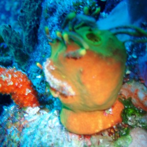 Cay Sal alien corals