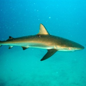 Cay Sal Black Tip Reef Shark