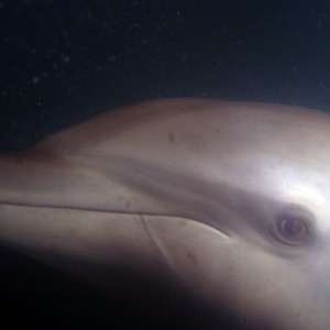 Melka dolphin