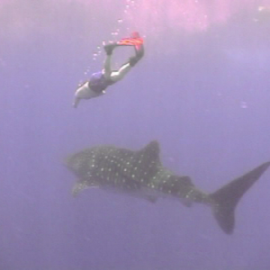 Tom Snorkels with the Whale Shark - Kona 2007