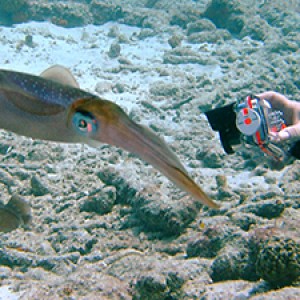 Squids_at_Bari_Reef