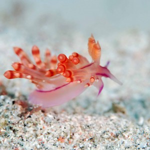 Tiny_pink_nudibranch