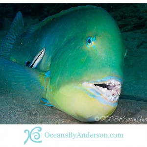 Tuskfish with cleaner wrasse