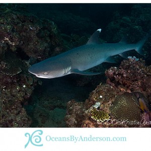 White tip reef shark swimming