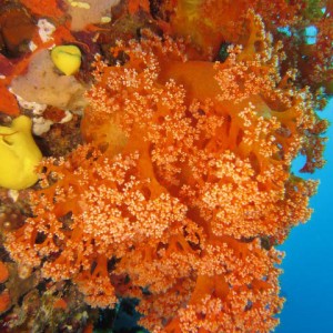 fiji corals