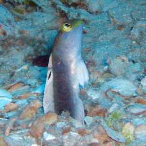 Yellow Tail Jawfish