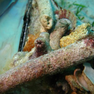 Octopus at Koh Tang Cambodia
