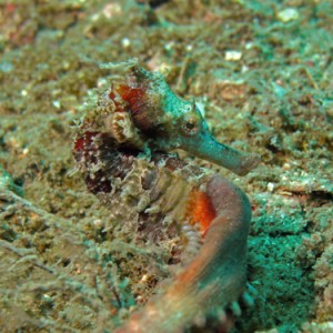 Male Seahorse
