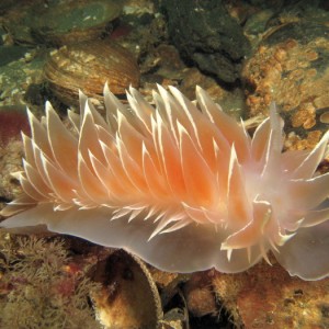 Alabaster Nudibranch