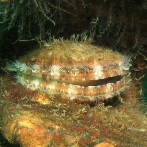 Spiny Pink Scallop