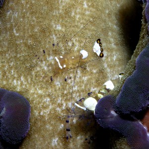 Invisible Anemone Shrimp