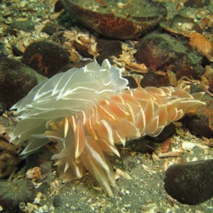 two Alabaster Nudibranch