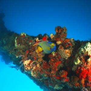 Queen Angel Fish On The Wreck Of The Eagle