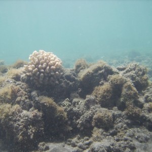 hawaii_underwater_018