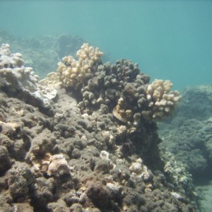 hawaii_underwater_021
