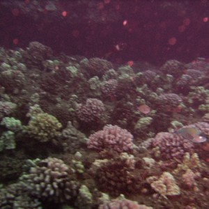 hawaii_underwater_028