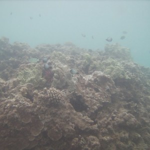hawaii_underwater_109