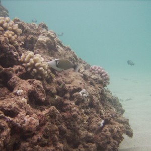 hawaii_underwater_115