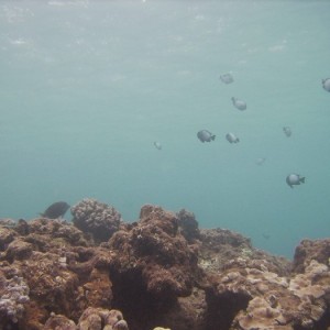 hawaii_underwater_123