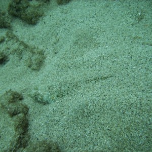 hawaii_underwater_126