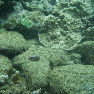hawaii_underwater_129